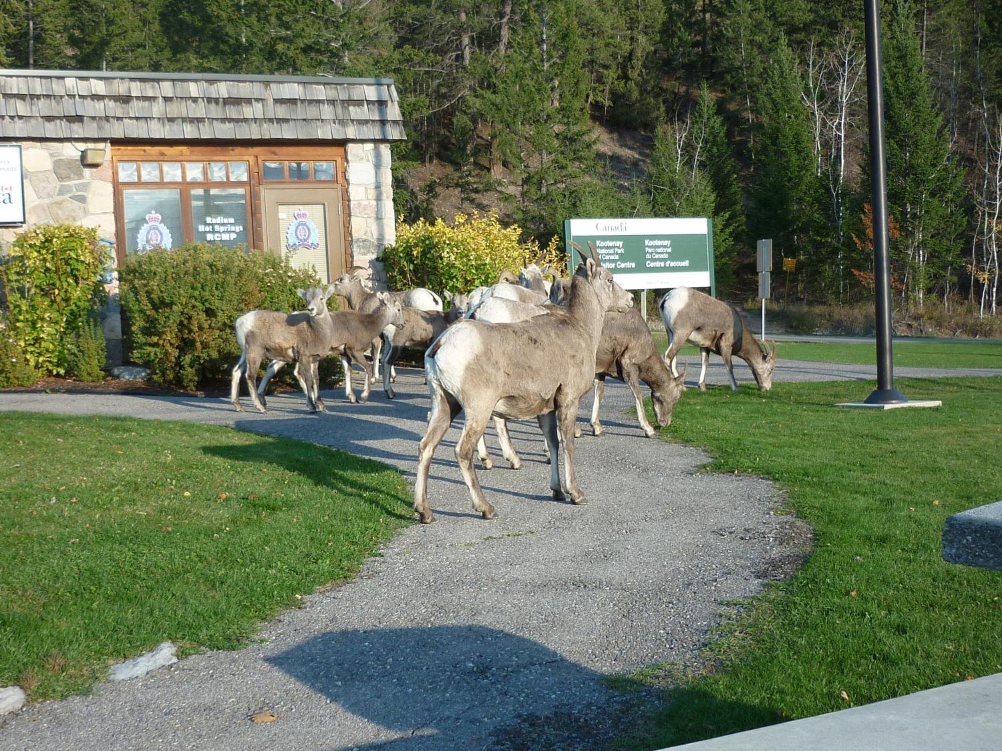 Motel Bavaria Radium Hot Springs Dış mekan fotoğraf
